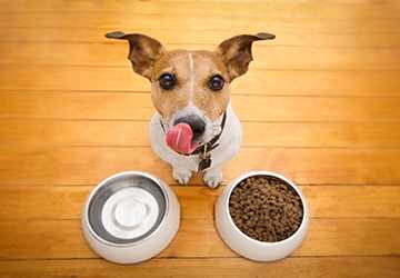 Where To Buy Organic Pet Food Online