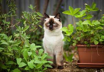 What Plants Are Safe For A Cat-Friendly Garden