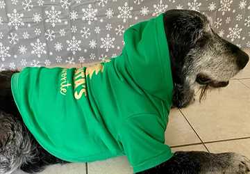 The Best Seasonal Outfits For Your Pet