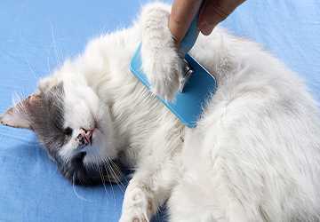 How To Properly Groom A Long-Haired Cat