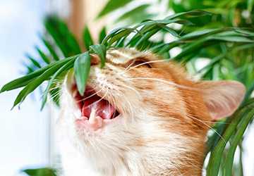 What Plants Are Safe For A Cat-Friendly Garden