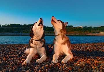 Why Do Some Dogs Howl At Sirens