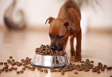 Where To Buy Organic Pet Food Online