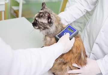 What Are The Benefits Of Microchipping Your Pet