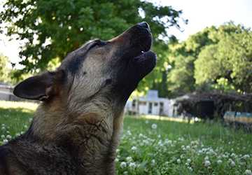 Why Do Some Dogs Howl At Sirens