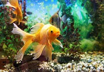 When To Introduce New Fish To Your Aquarium