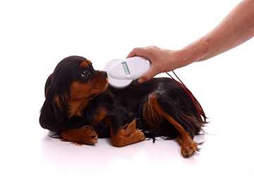 What Are The Benefits Of Microchipping Your Pet