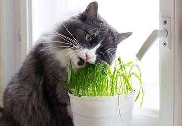 What Plants Are Safe For A Cat-Friendly Garden