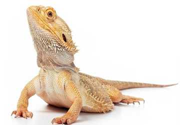 Who Should Consider A Reptile As A Pet