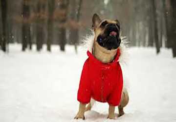 The Best Seasonal Outfits For Your Pet