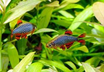 When To Introduce New Fish To Your Aquarium