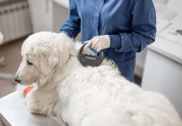 What Are The Benefits Of Microchipping Your Pet